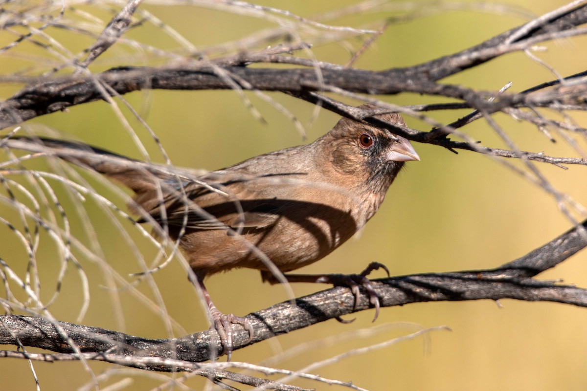 Abert's Towhee - William Clark