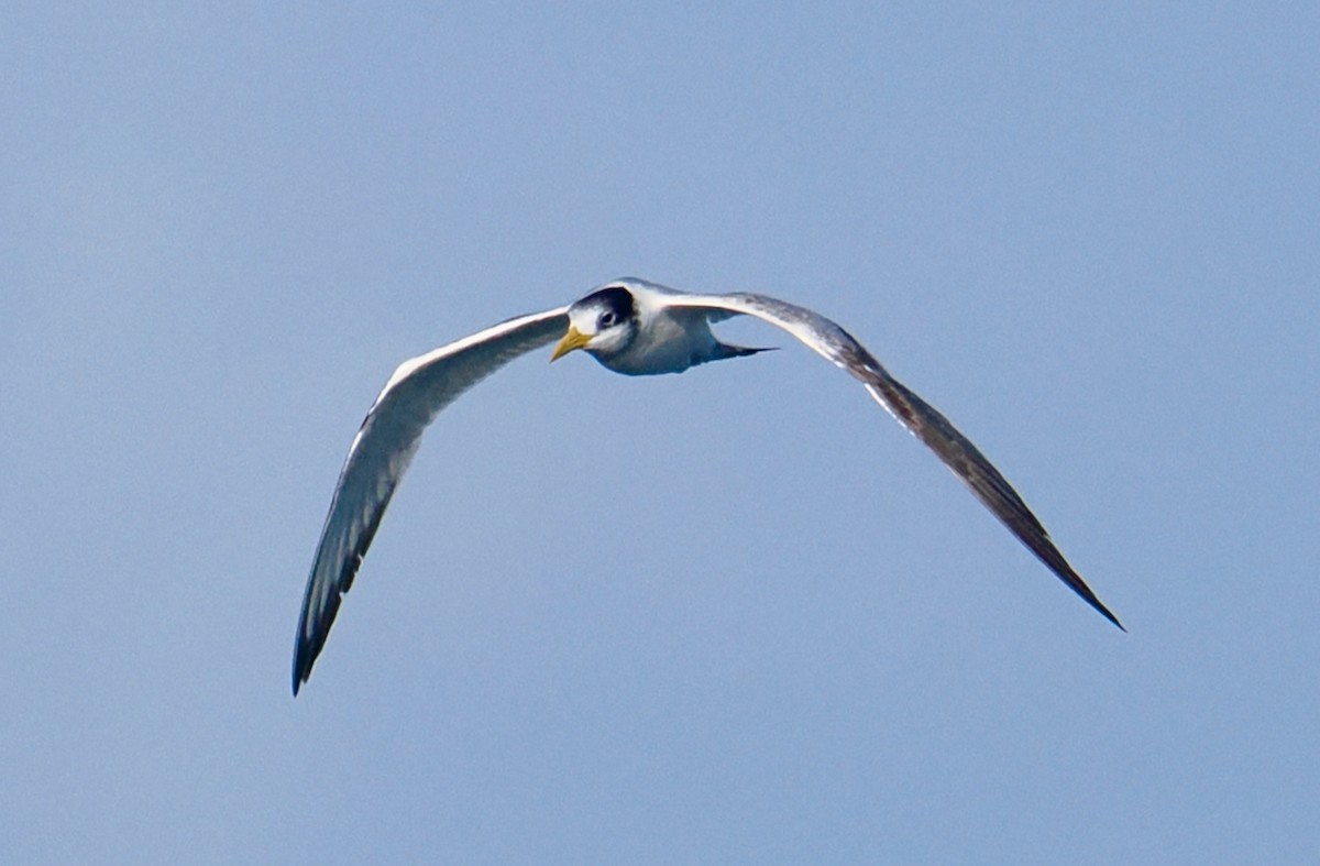Great Crested Tern - ML620558797
