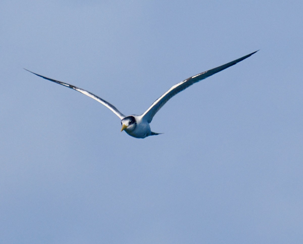 Great Crested Tern - ML620558798