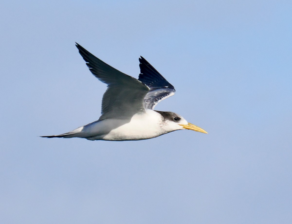 Great Crested Tern - ML620558800