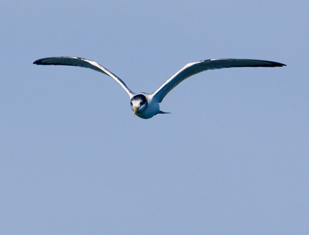 Great Crested Tern - ML620558801