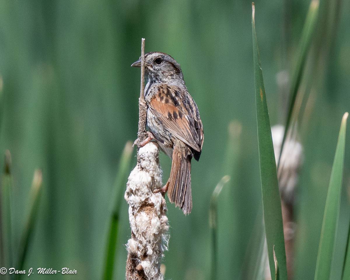 Swamp Sparrow - ML620558804