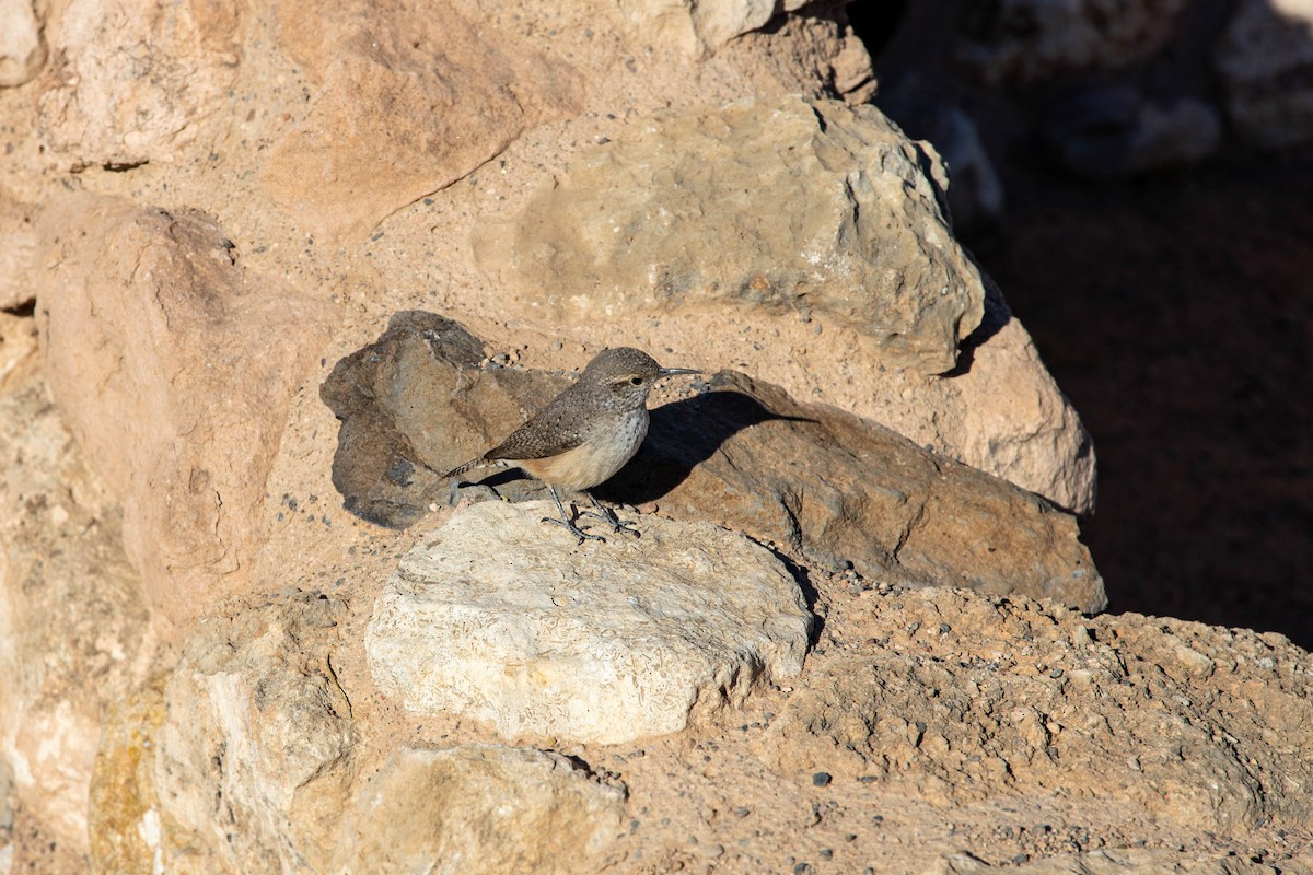 Rock Wren - ML620558813