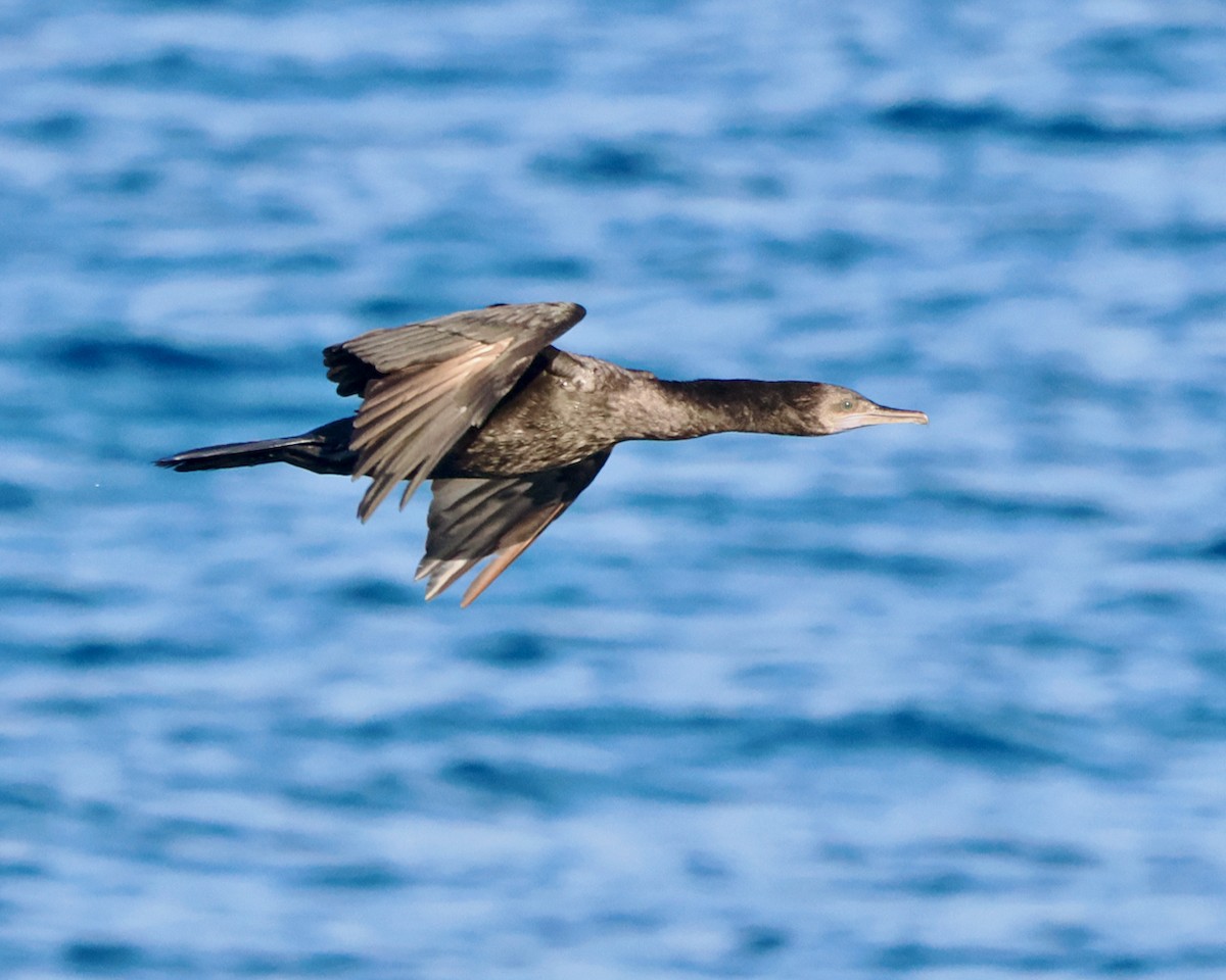 Little Black Cormorant - Ken Glasson