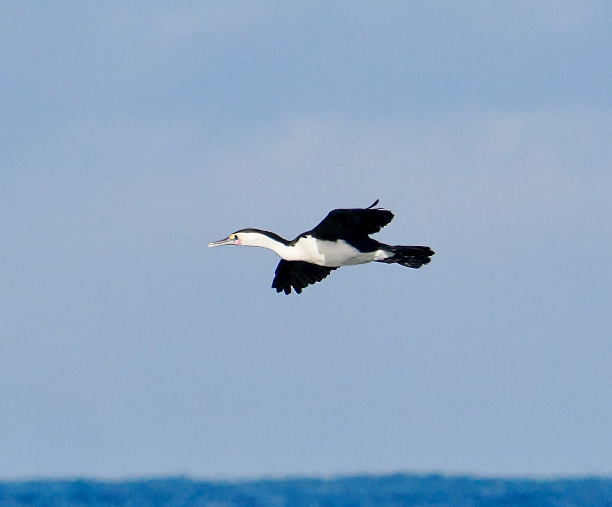 Pied Cormorant - ML620558826