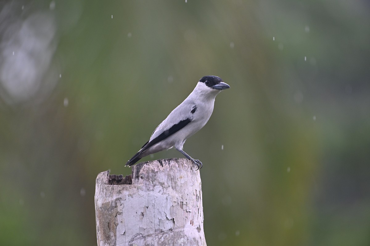 Black-crowned Tityra - ML620558831