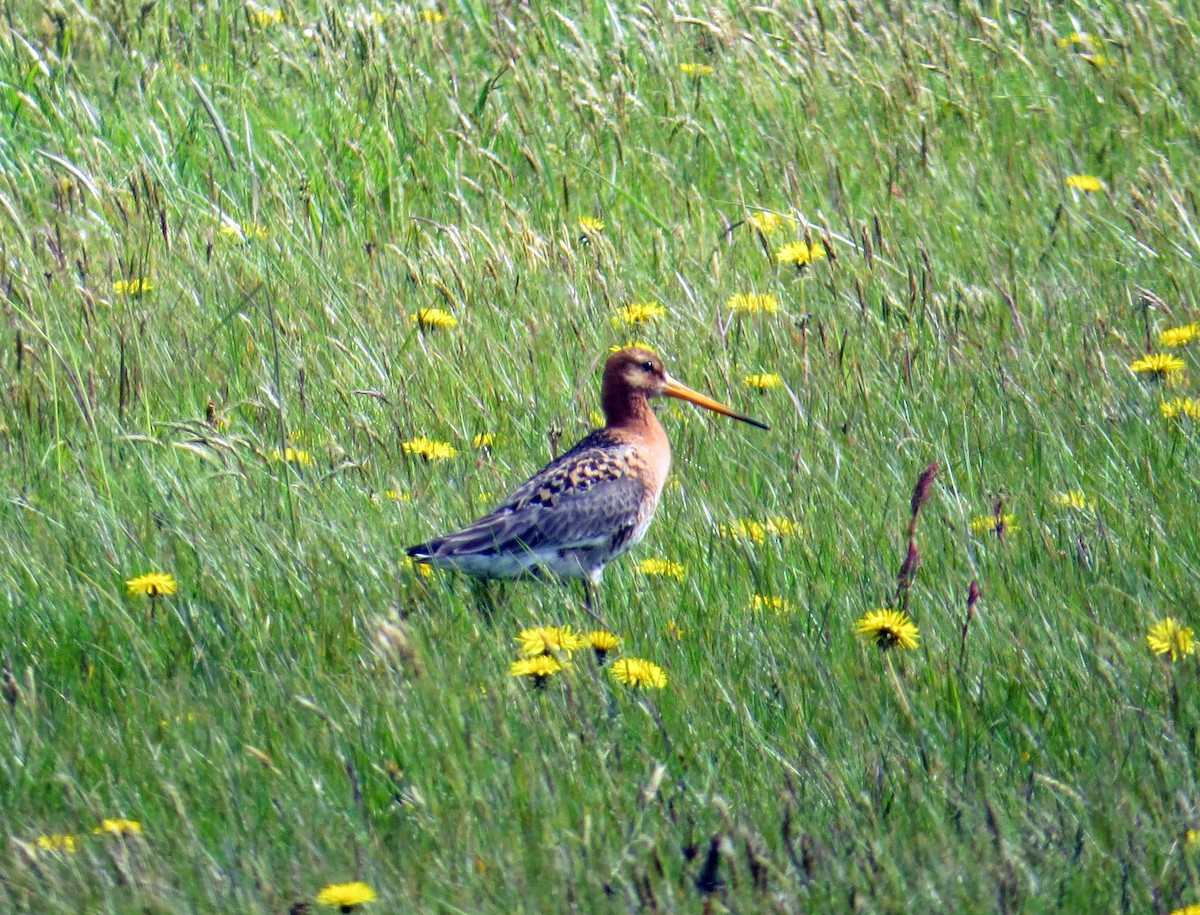 Black-tailed Godwit - ML620558836