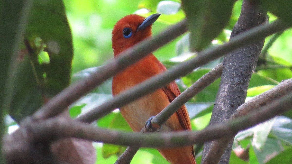 Rufous Paradise-Flycatcher - ML620558839