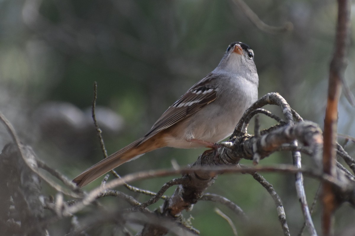 White-crowned Sparrow - ML620558850