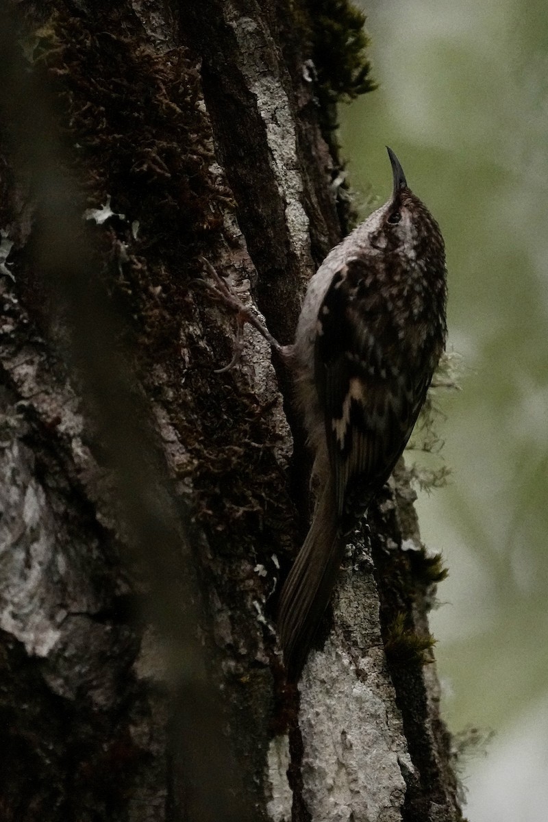 Brown Creeper - ML620558855