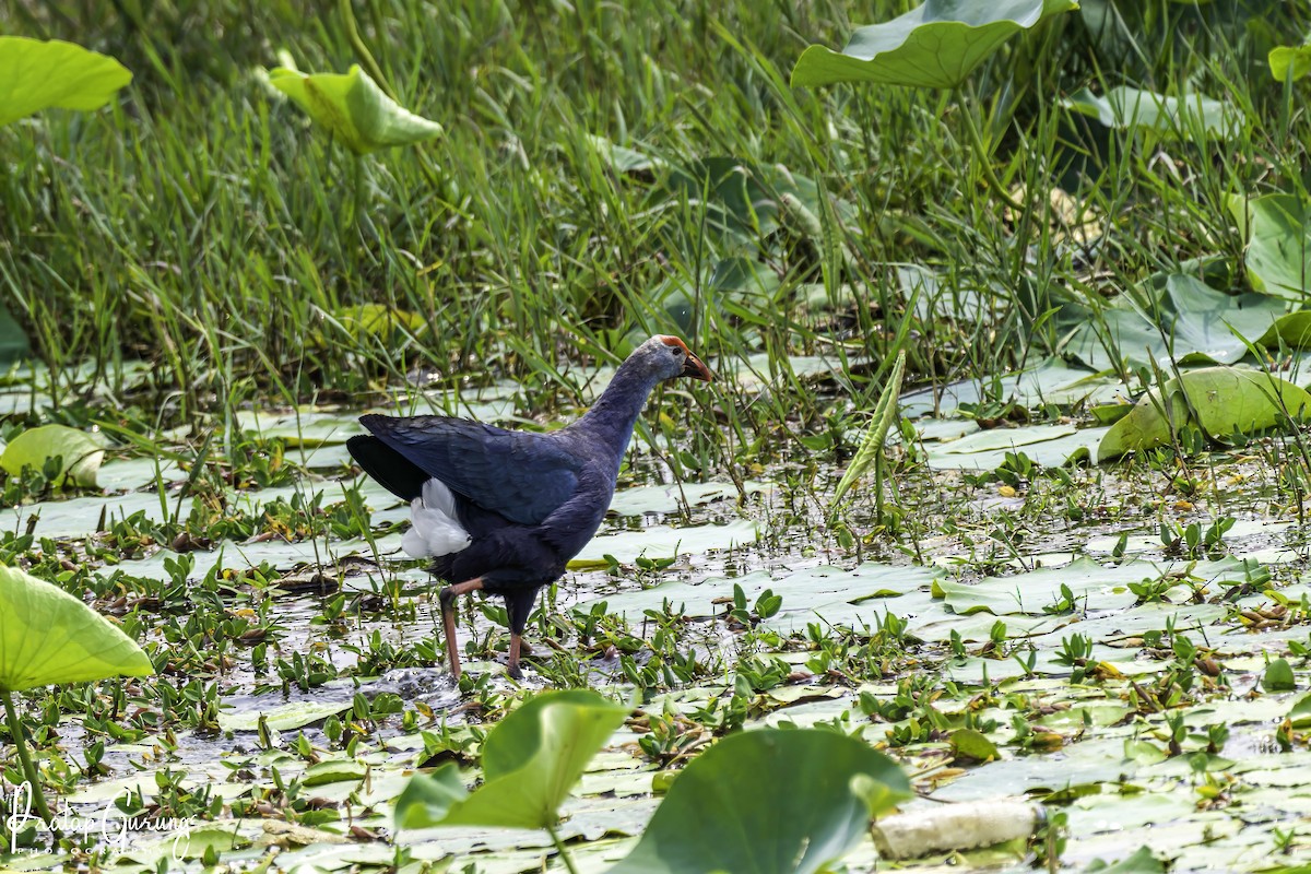 Gray-headed Swamphen - ML620558857