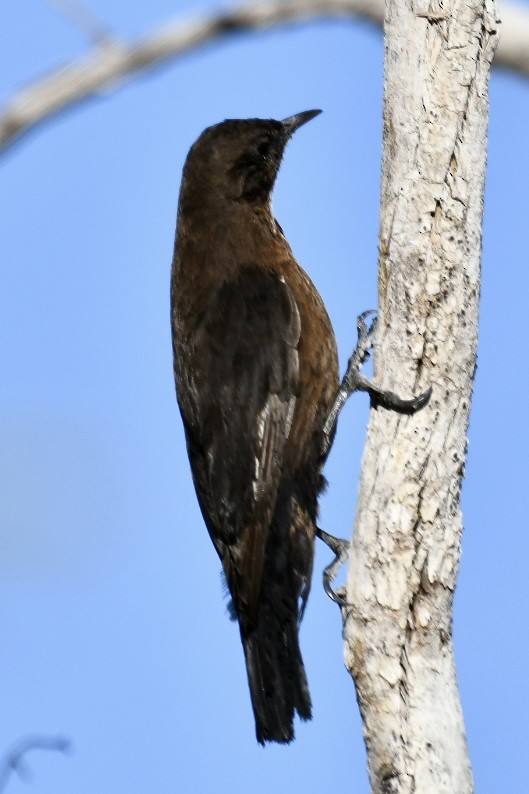 Black-tailed Treecreeper - ML620558862