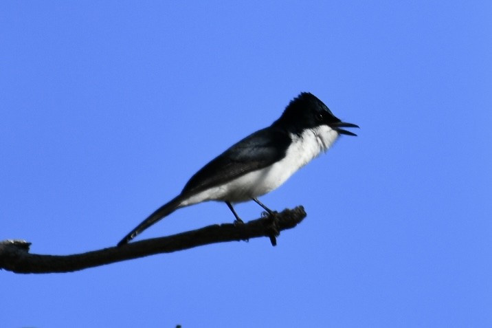 Paperbark Flycatcher - ML620558872