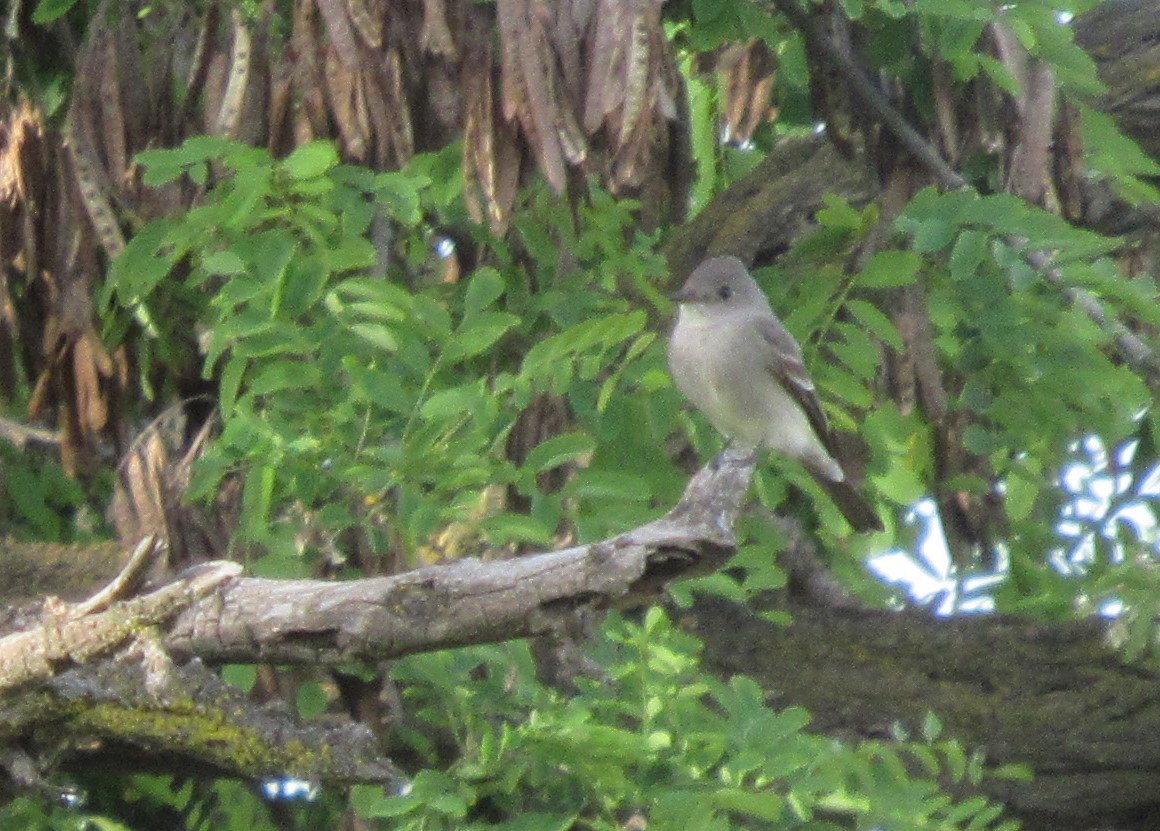 Western Wood-Pewee - ML620558874