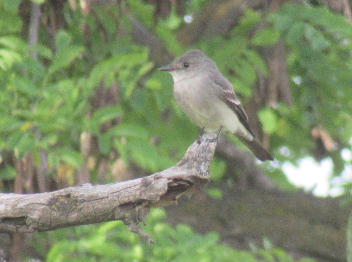 Western Wood-Pewee - ML620558875