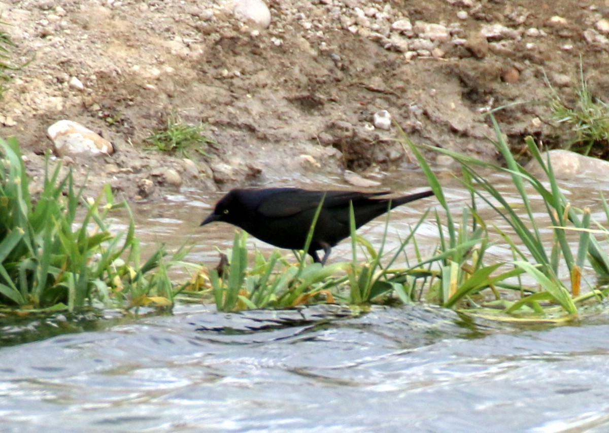 Brewer's Blackbird - Angela Conry