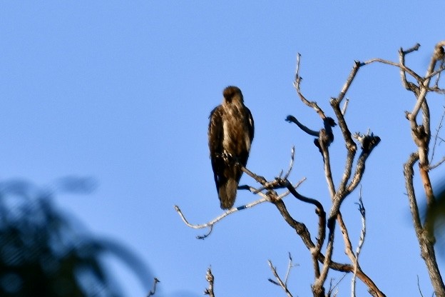 Whistling Kite - ML620558882