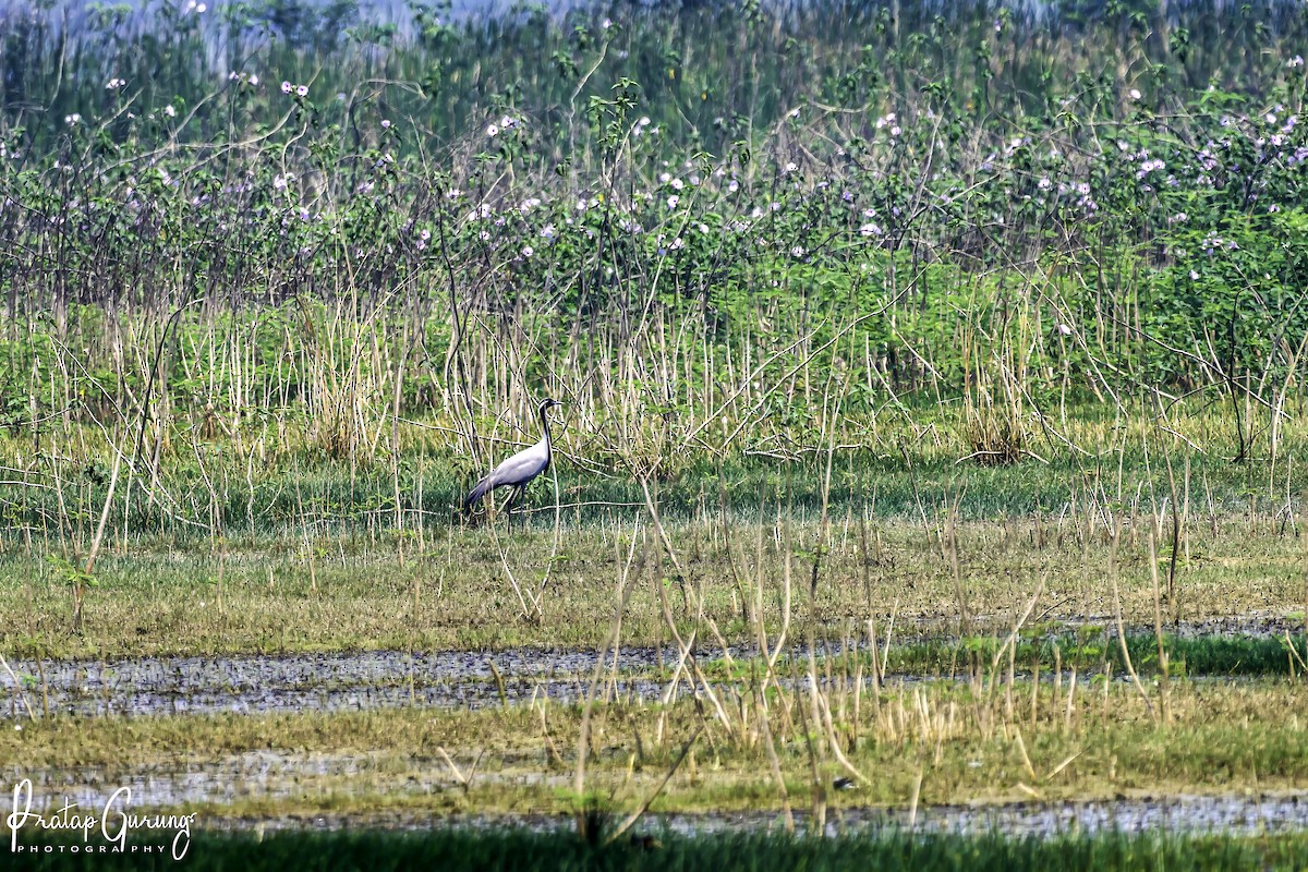 Demoiselle Crane - ML620558884