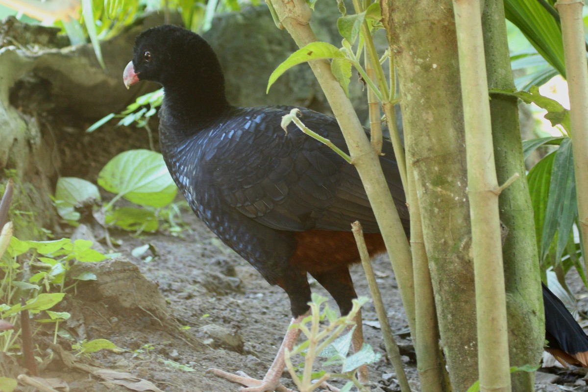 Crestless Curassow - ML620558888