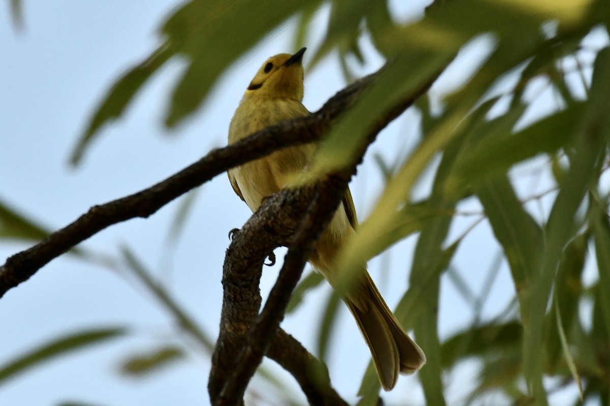 Yellow-tinted Honeyeater - Russell Waugh