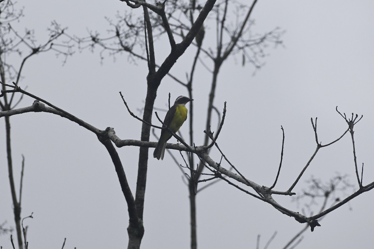 White-ringed Flycatcher - ML620558891