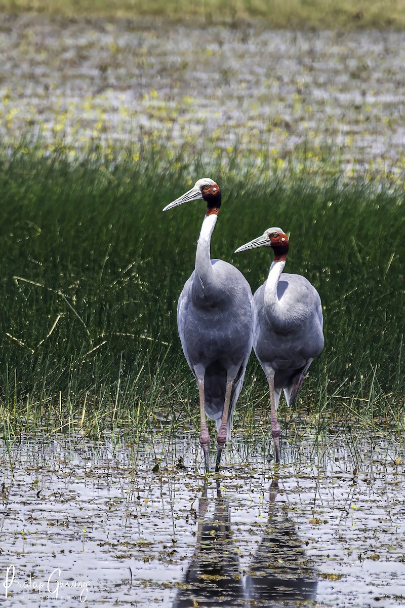 Sarus Crane - ML620558893