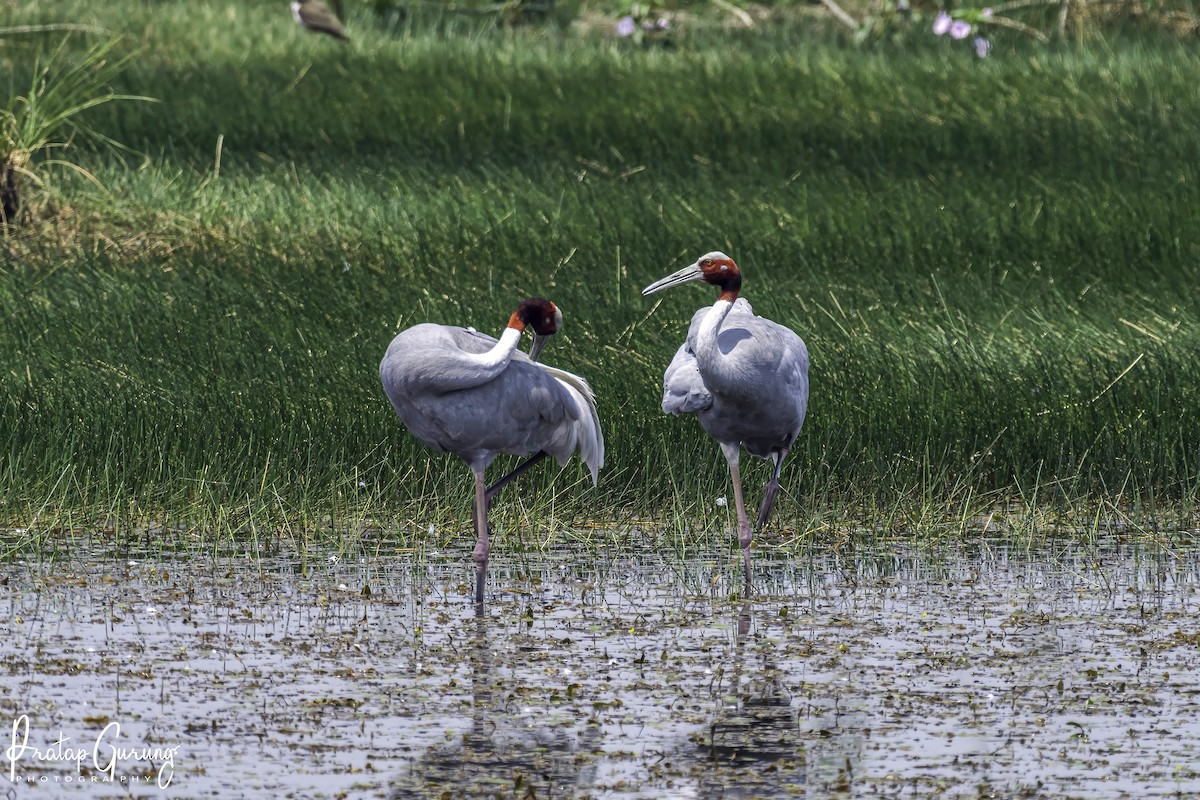 Sarus Crane - ML620558894