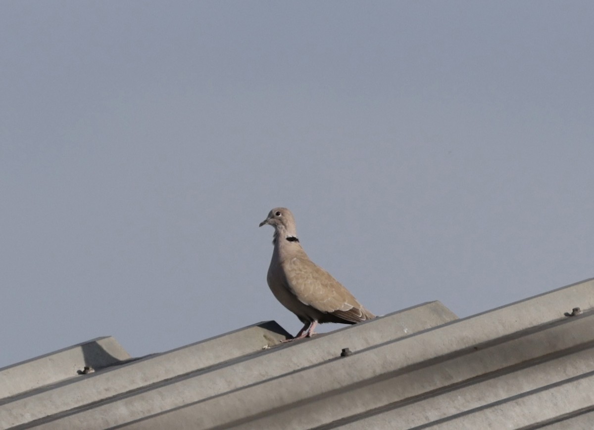 Eurasian Collared-Dove - ML620558899