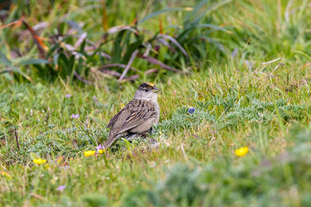 Golden-crowned Sparrow - ML620558900