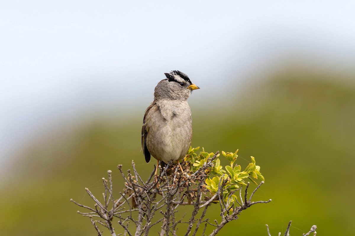 White-crowned Sparrow - William Clark