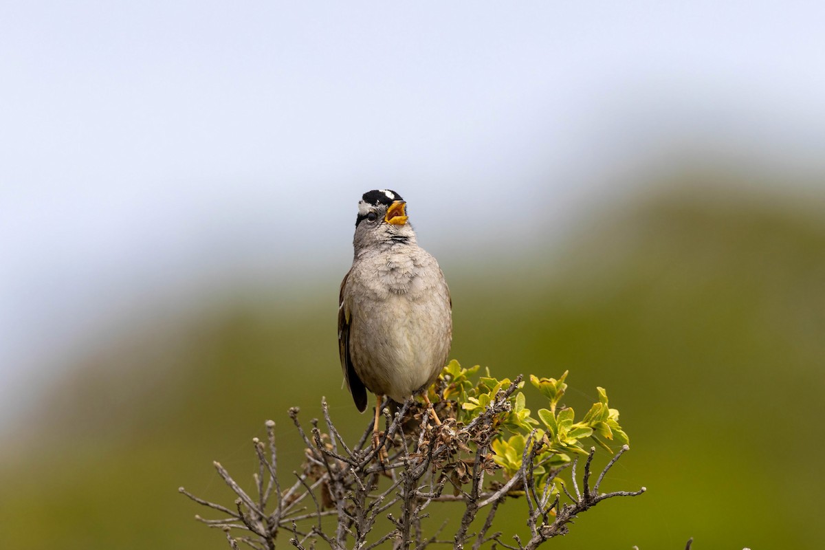 White-crowned Sparrow - ML620558903