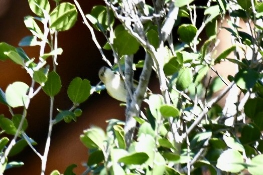 Green-backed Gerygone - ML620558904