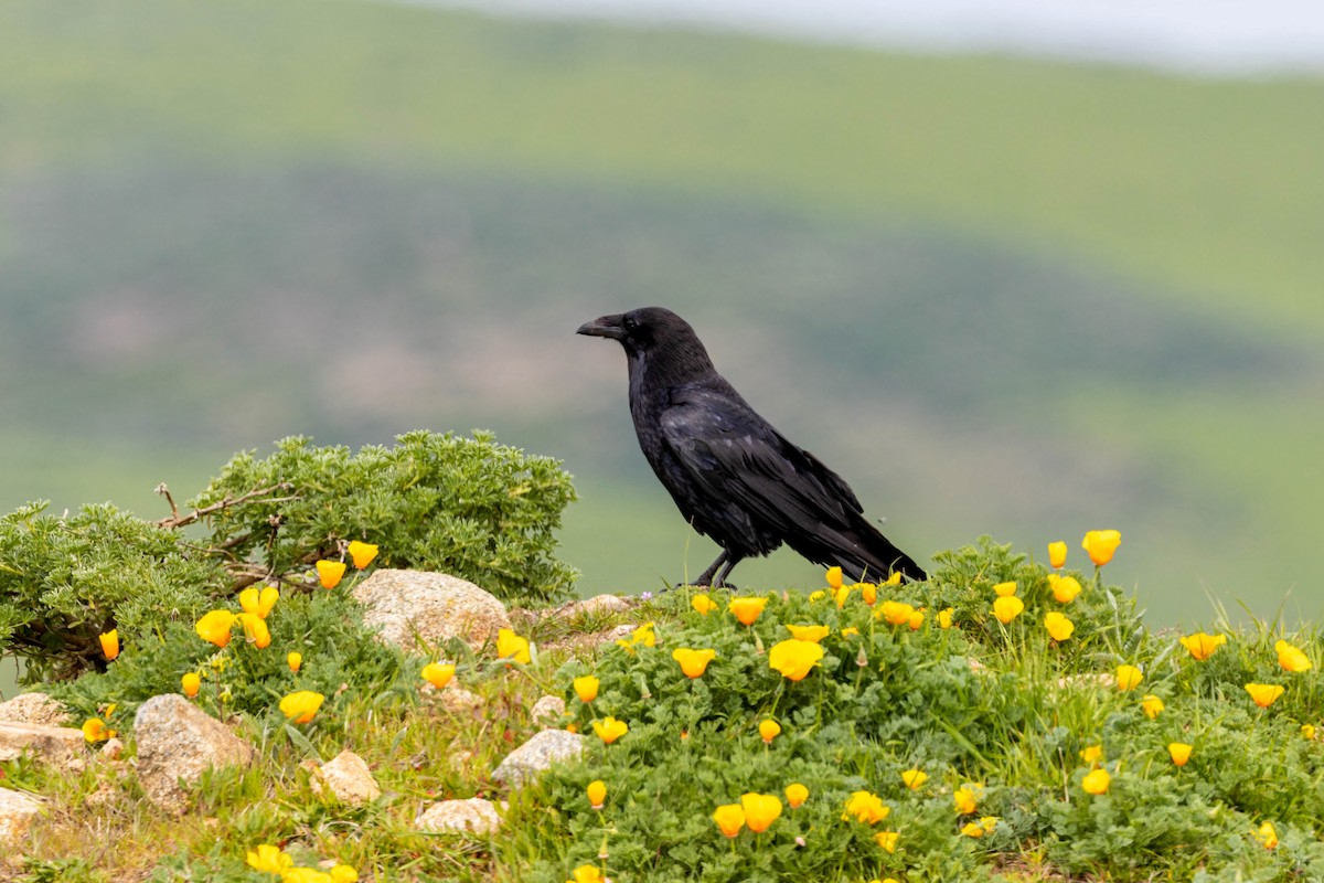 Common Raven - ML620558907