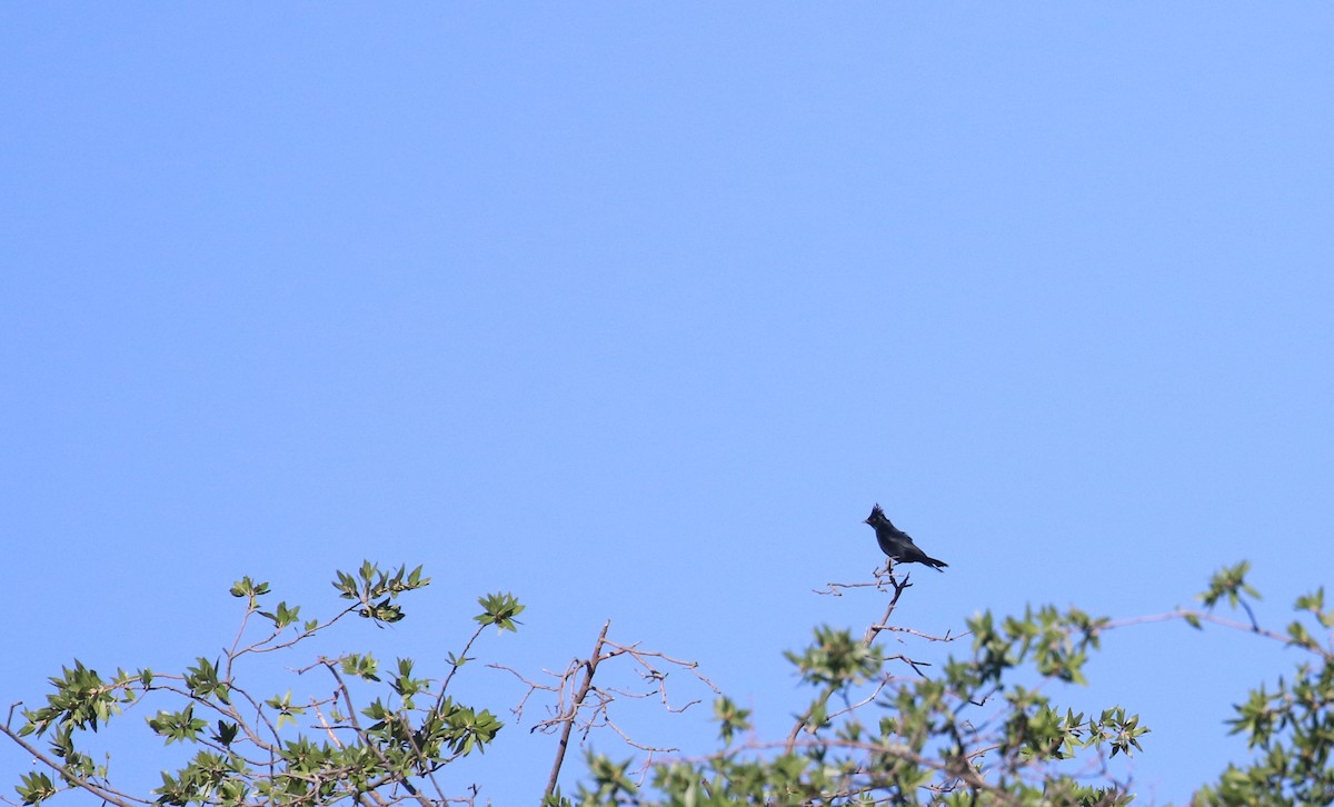 Phainopepla - John Deitsch