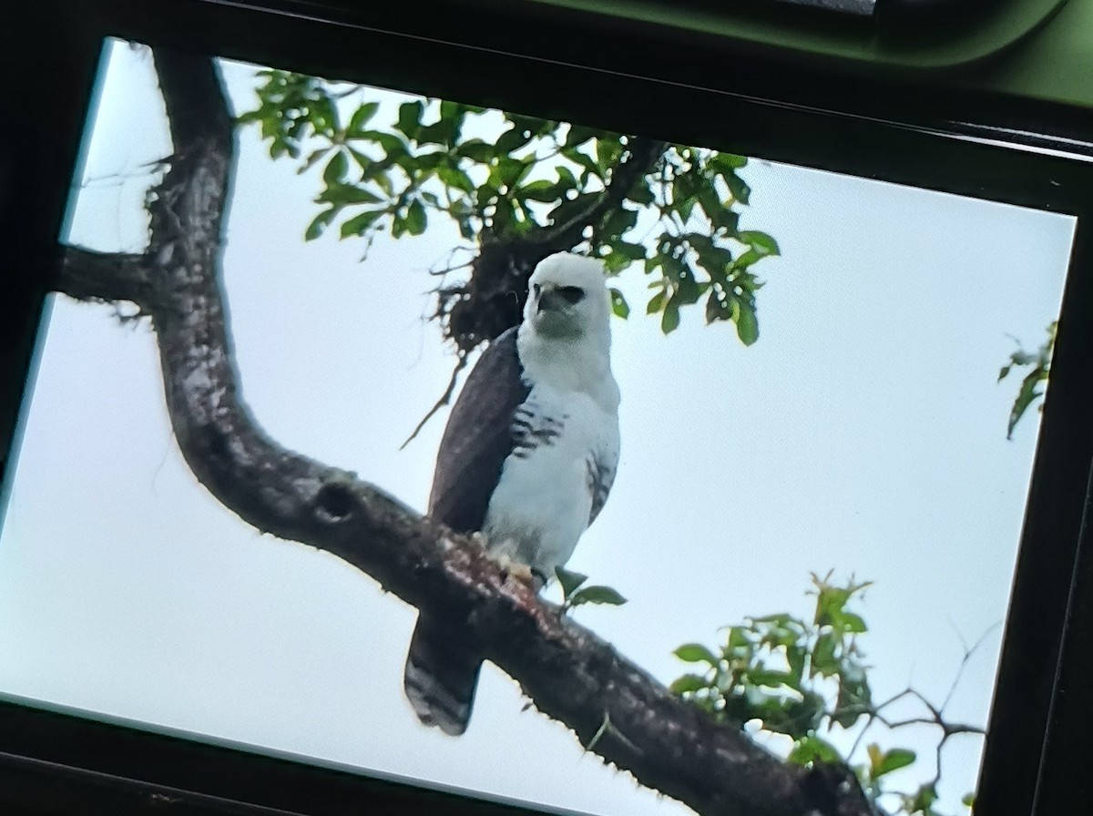 Águila Galana - ML620558911