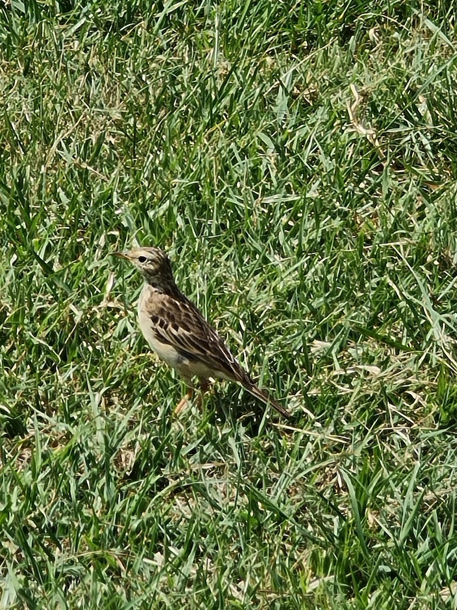 African Pipit - ML620558912