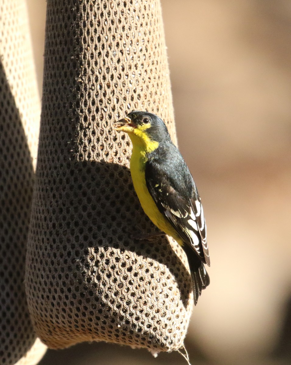 Lesser Goldfinch - John Deitsch