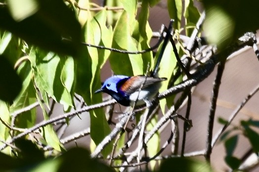 Purple-backed Fairywren (Lavender-flanked) - ML620558914