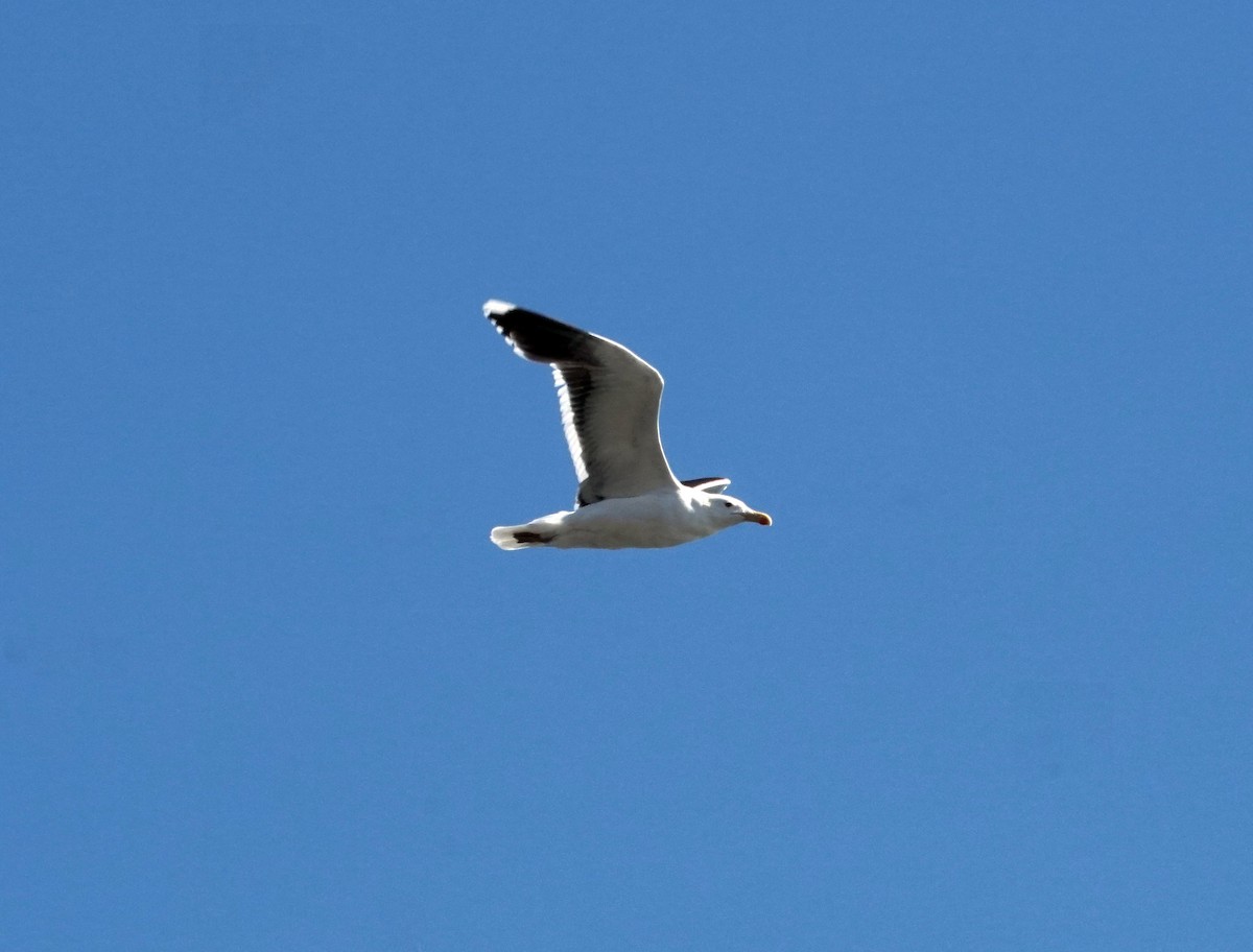 Great Black-backed Gull - ML620558915