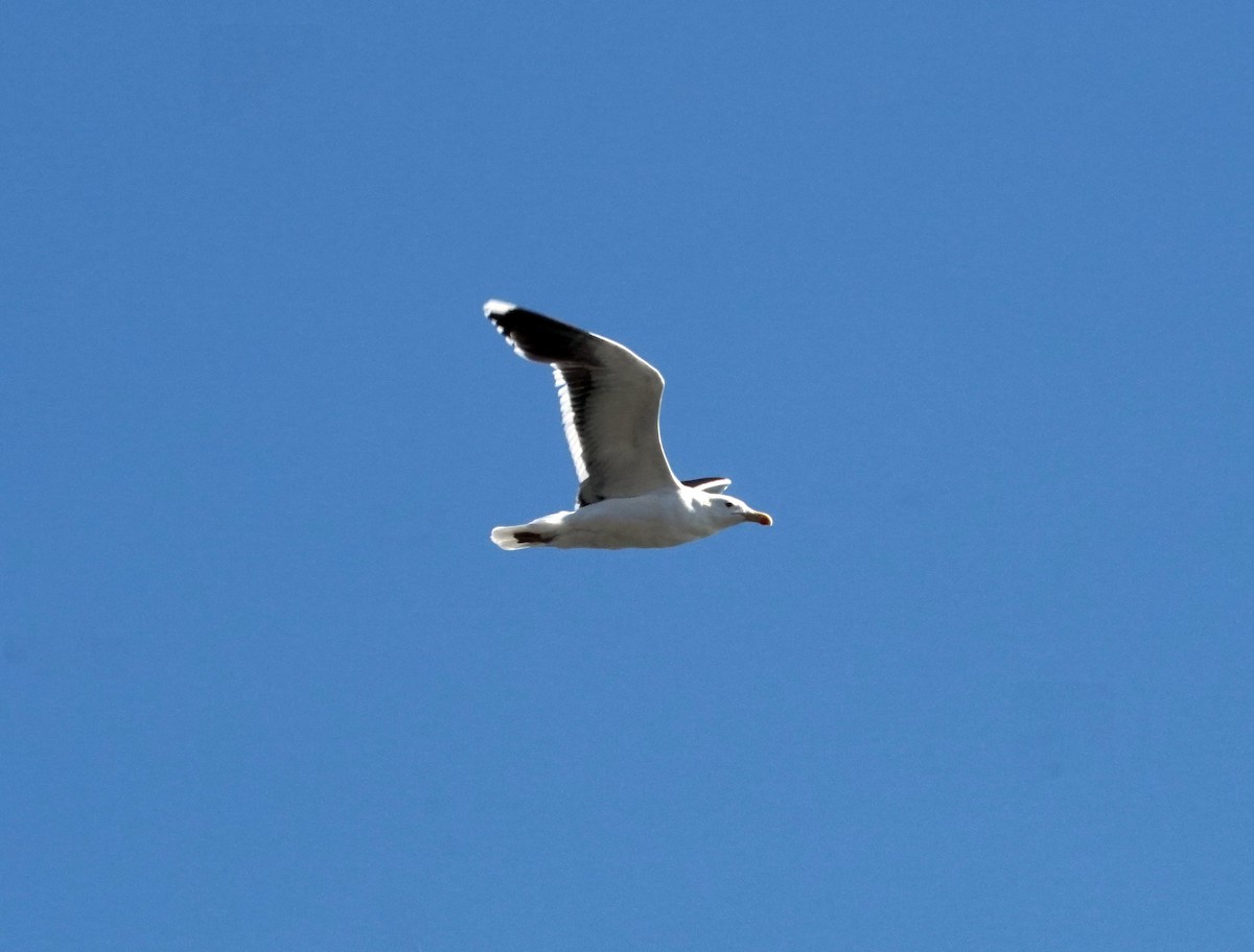 Great Black-backed Gull - ML620558915