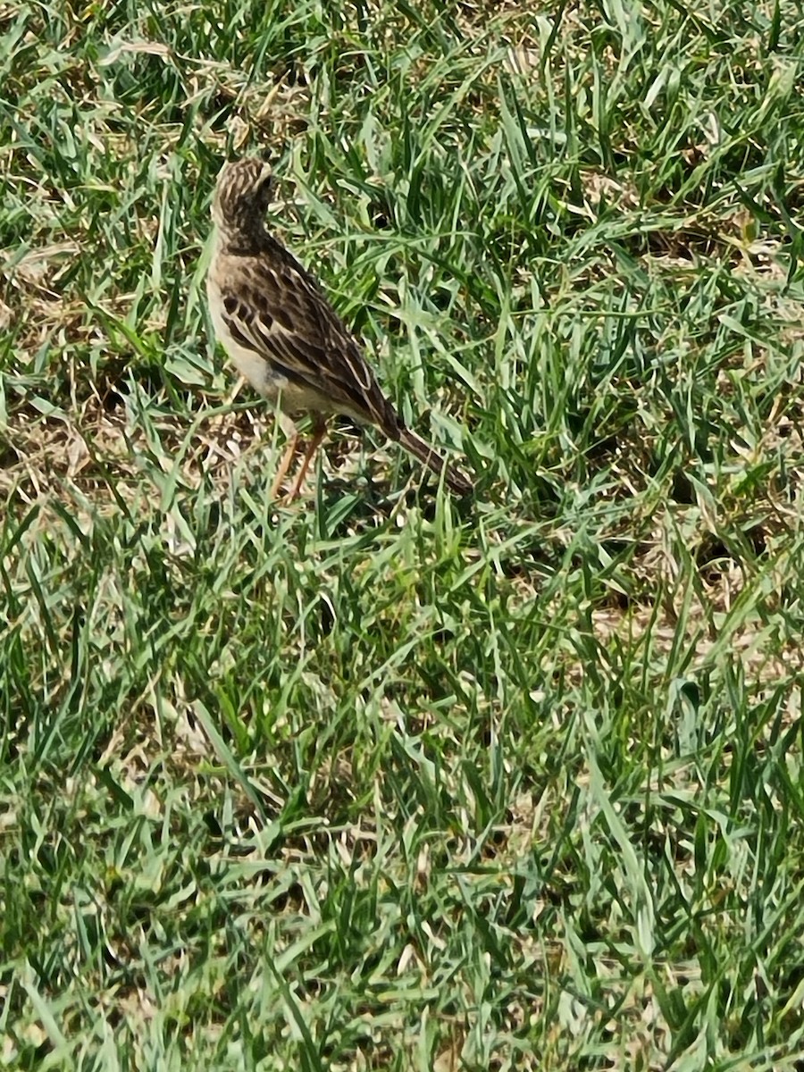 African Pipit - ML620558917