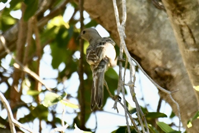 Great Bowerbird - ML620558920