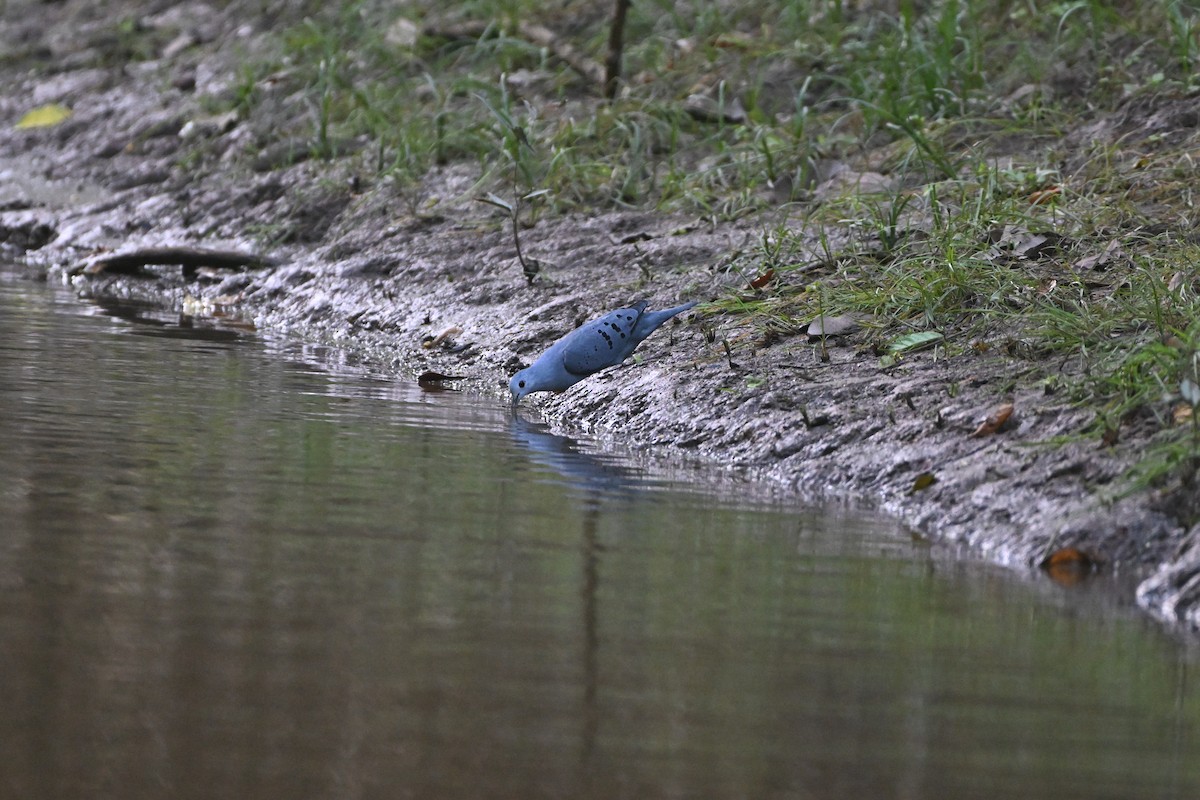 Blue Ground Dove - ML620558922