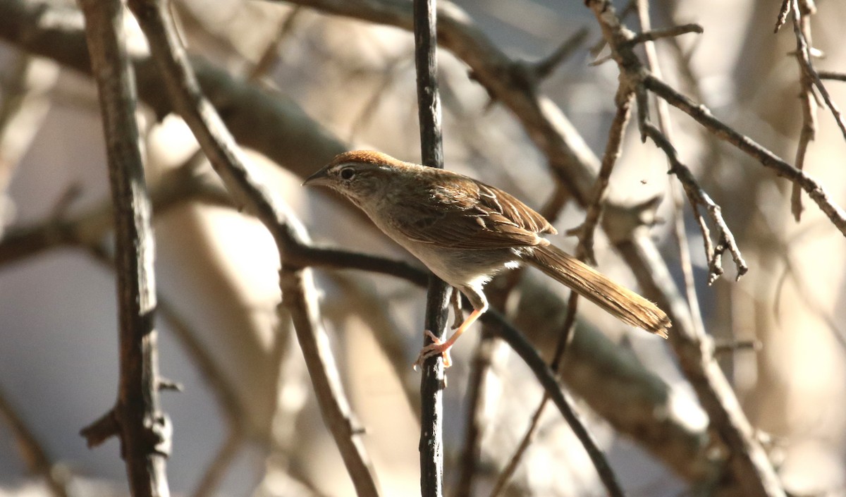 Rufous-crowned Sparrow - ML620558924