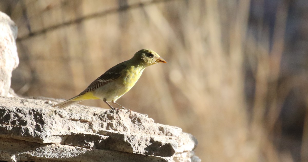 Western Tanager - ML620558927