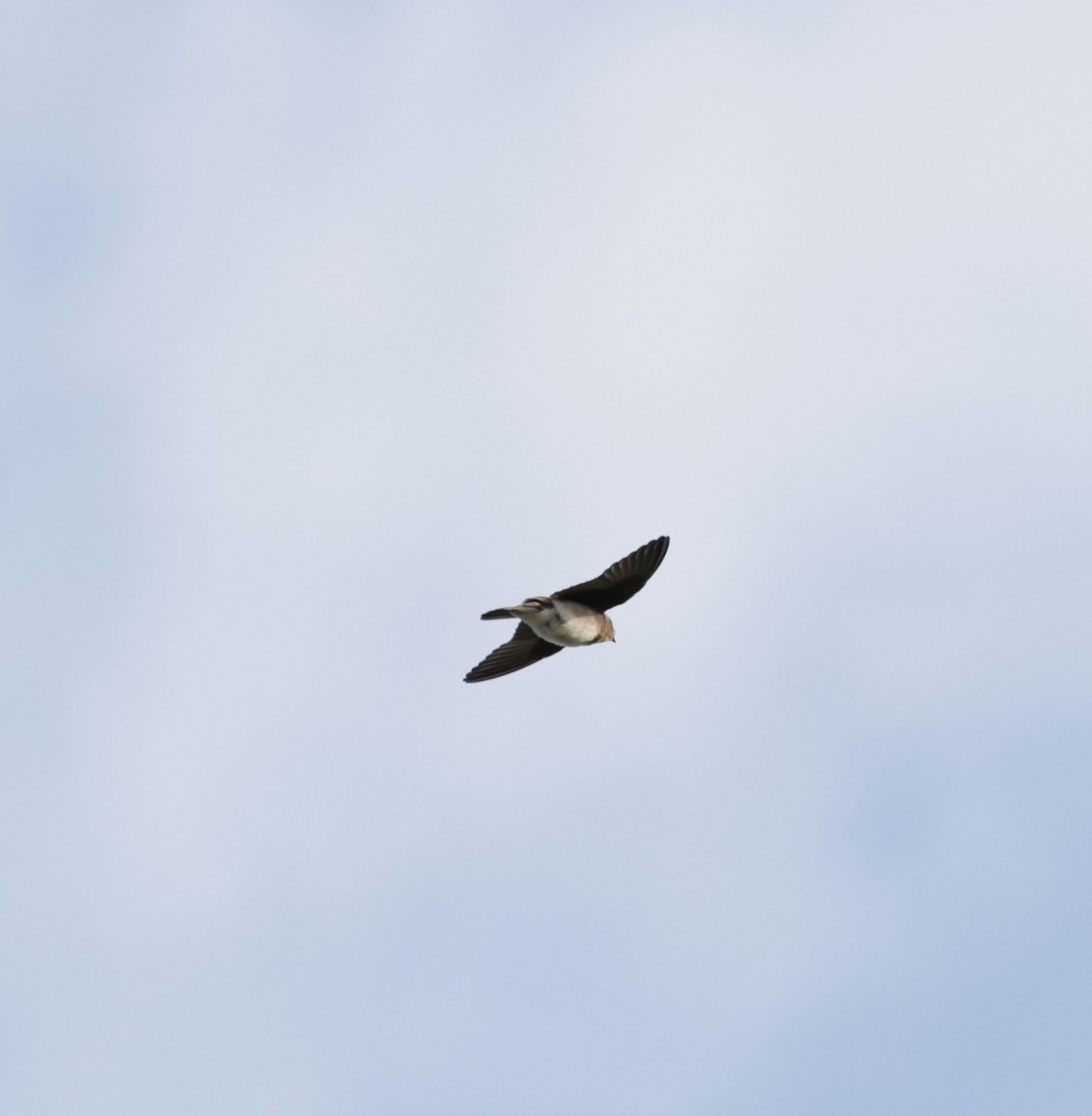 Northern Rough-winged Swallow - ML620558942