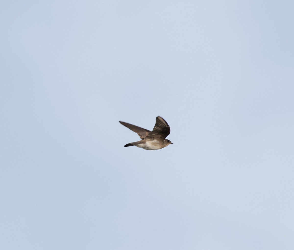 Northern Rough-winged Swallow - Pelin Karaca