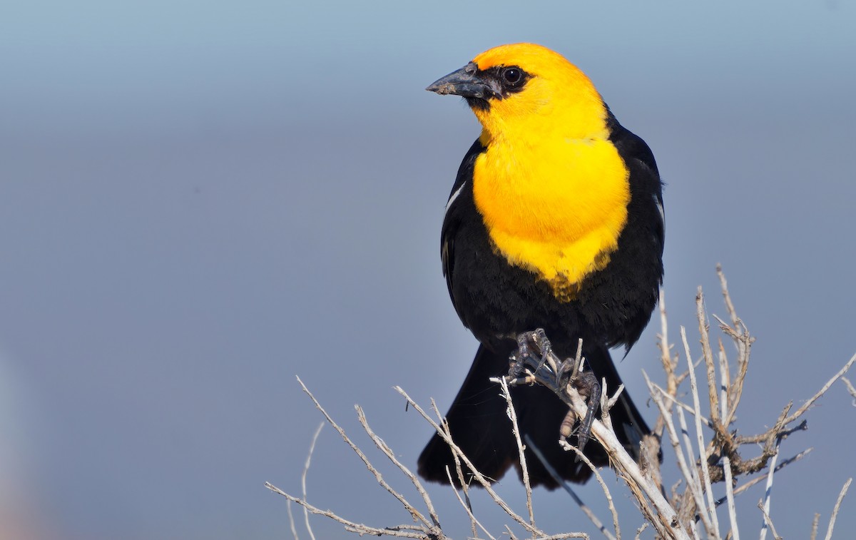 Yellow-headed Blackbird - ML620558944