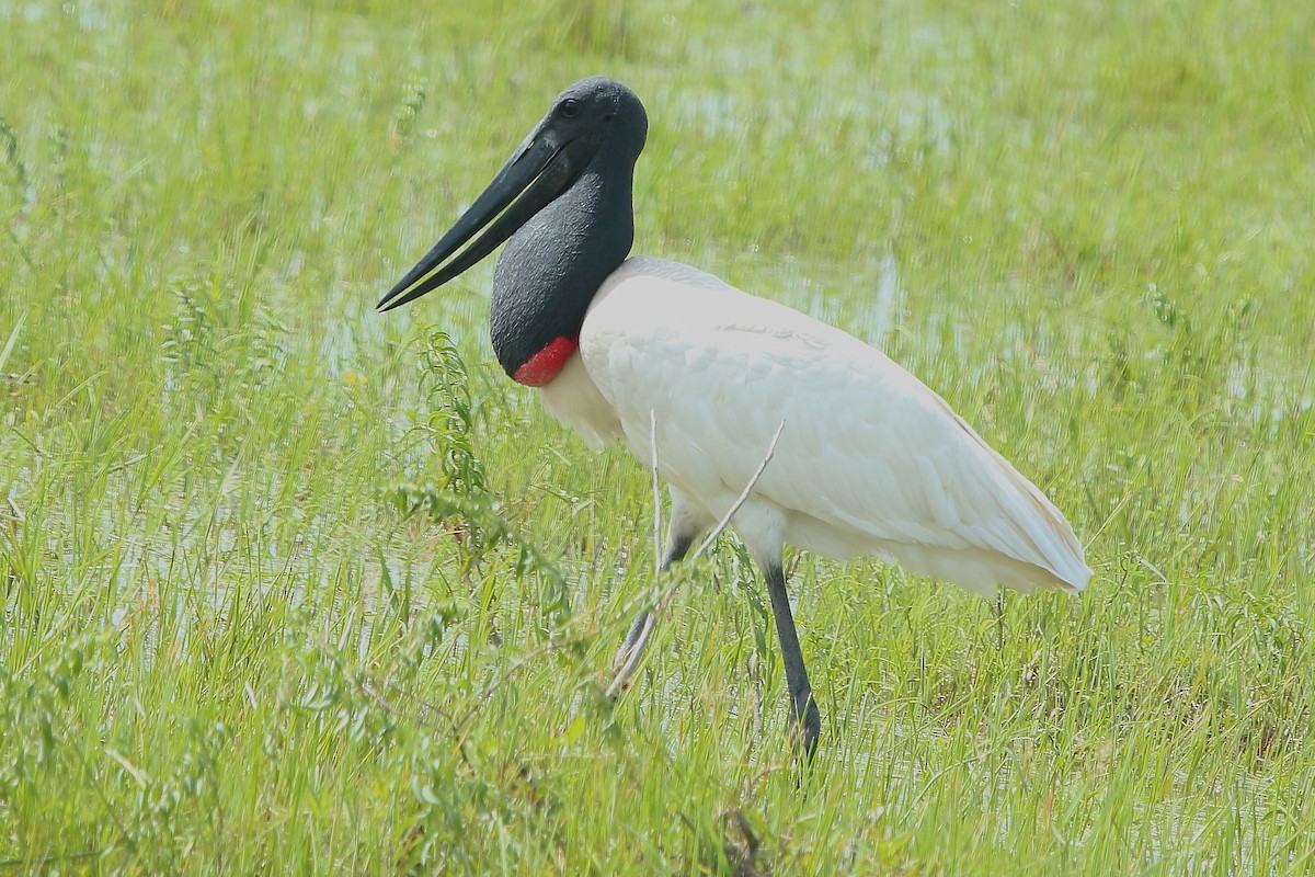 čáp jabiru - ML620558945