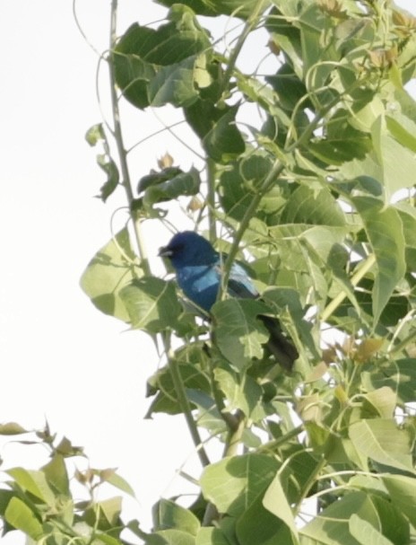 Indigo Bunting - ML620558946